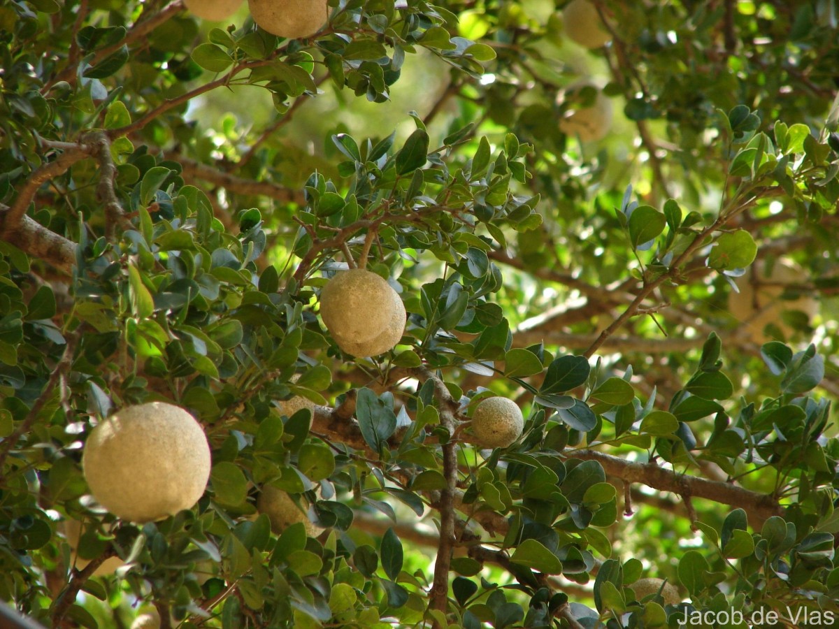 Limonia acidissima L.